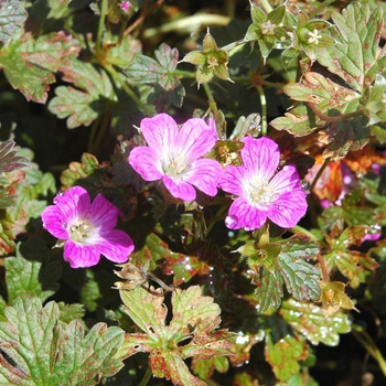 Visuel 1 du produit Géranium Vivace Orkney Cherry - Le pot de 2 litres