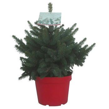 Visuel 1 du produit Petit sapin naturel épicéa Picea Pungens Super Blue. Le pot de 5 litres