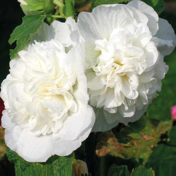 Visuel 1 du produit Rose Trémière blanche - Le pot de 9 x 9 cm