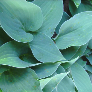 Visuel 1 du produit Hosta Sieboldiana - Le pot de 5 litres
