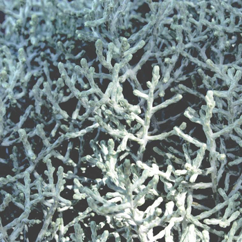 Visuel 1 du produit Calocephalus Brownii - Le pot de 4 litres