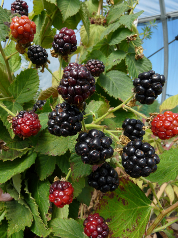 Visuel 1 du produit Mure Little Black Prince Bio. Le pot de 2 litres