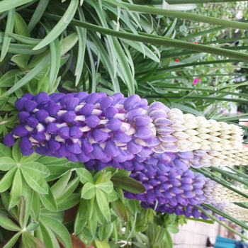 Visuel 1 du produit Lupin - Le pot de 7,5 litres