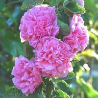 Visuel 1 du produit Rose trémière - Le pot de 3 litres