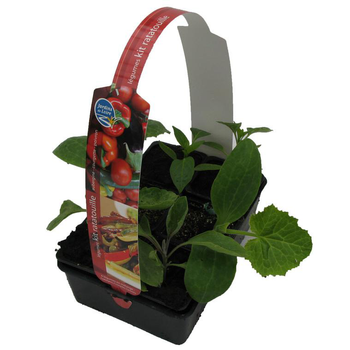 Visuel 1 du produit Kit Ratatouille Bio. La barquette de 6 plants