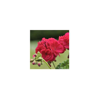 Visuel 1 du produit Géranium zonale. Le pot déco de 16/21 cm