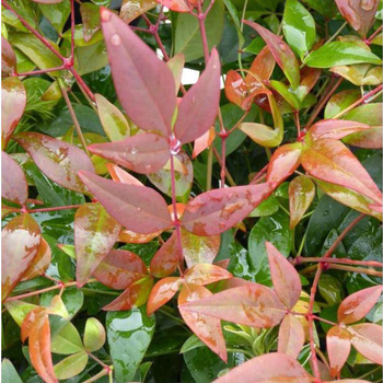 Visuel 1 du produit Bambou céleste (Nandina domestica) rouge. Le pot de 15 litres