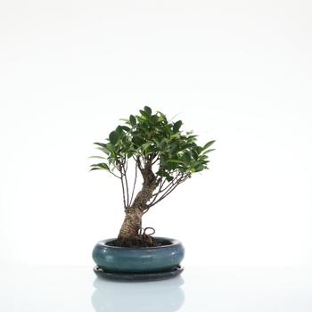 Visuel 1 du produit Bonsaï Ficus Retusa botanic® taille 2,5. Le pot