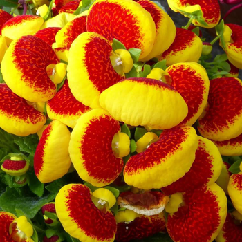 Visuel 1 du produit Calcéolaire annuelle - Le pot de 1 litre