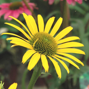 Visuel 1 du produit Rudbeckie little goldstar jaune en pot de 2 L