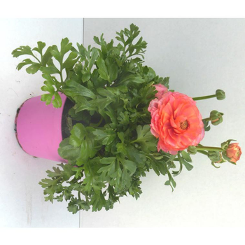 Visuel 1 du produit Renoncule à fleurs doubles - Le pot de 2,5 litres