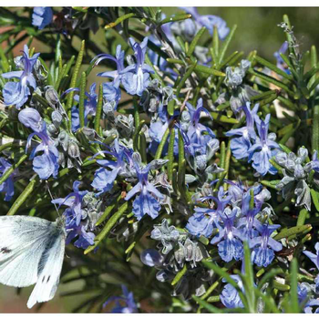 Visuel 1 du produit Rosmarin Couvre Sol - Le pot de 9 x 9 cm