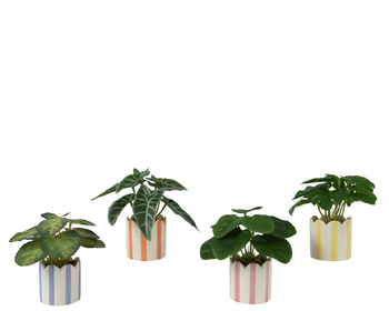 Visuel 1 du produit Plante dans cache-pot rayé blanc/couleur - Ø 7,5 x H 16 cm