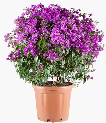 Visuel 1 du produit Bougainvillea touffe - Ø 30 cm