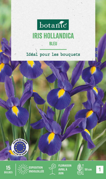 Visuel 1 du produit Iris hollande coloris bleu botanic® - 15 bulbes