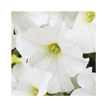 Visuel 1 du produit Pétunia retombant blanc - Le pack de 6 plants