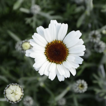 Visuel 1 du produit Marguerite d’été african spring multicolore en pot de 2 L