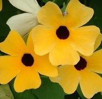 Visuel 1 du produit Suzanne aux yeux noirs - La suspension diam 27 cm