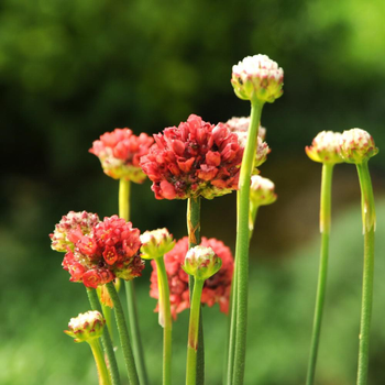 Visuel 1 du produit Arméria 'Ballerina Red'. Le pot diam 12 cm