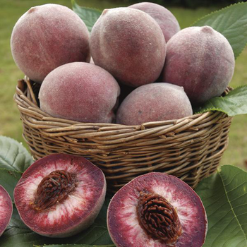 Visuel 1 du produit Pecher Sanguine. Le pot de 7,5 litres