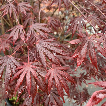 Visuel 1 du produit Érable du Japon Trompenburg rouge