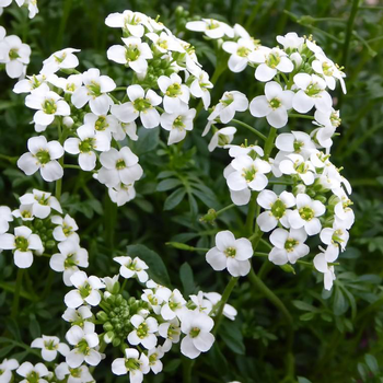 Visuel 1 du produit Hutchinsia blanc. Le pot de 1 litre