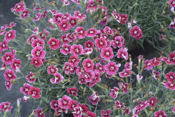 Visuel 1 du produit Œillet nain FLUTTERBURST®  - Le pot de 2 litres