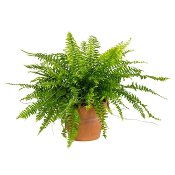 Visuel 1 du produit Nephrolepis – Pot en terre de 14 cm