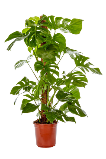 Visuel 1 du produit Philodendron Monstera vert. Le pot Ø 19 cm