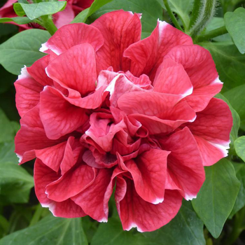 Visuel 1 du produit Pétunia retombant à fleur double - Le pot de 0,5 litre