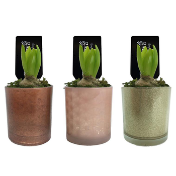 Visuel 1 du produit Jacinthe en pot. La composition déco de 9 cm