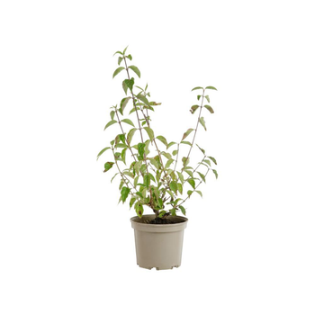 Visuel 1 du produit Cornus Sanguinea coloris orange – 3 L