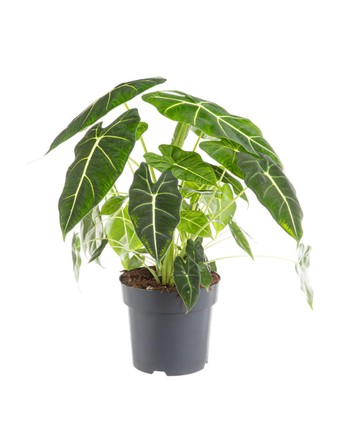 Visuel 1 du produit Alocasia Frydek (Oreille d'éléphant) vert. Le pot Ø 17 cm