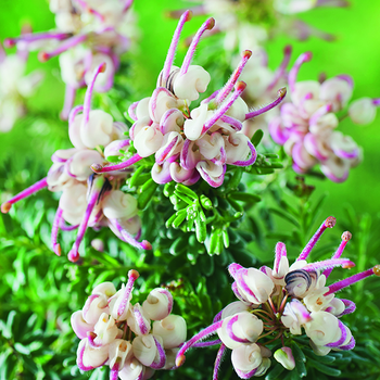 Visuel 1 du produit Grevillea Mount Tamboritha rose botanic®. Le pot de 3 litres