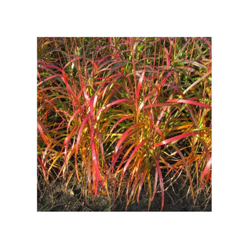 Visuel 1 du produit Miscanthus Sinensis Navajo - Le pot de 4 litres