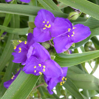 Visuel 1 du produit Tradescantia - Le pot de 1 litre