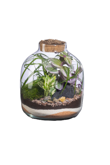 Visuel 1 du produit Terrarium autonome Mensa M botanic® - Ø 10-23 x 28 cm