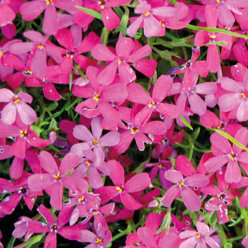 Visuel 1 du produit Phlox En Coussin rouge - Le pot de 9 x 9 cm