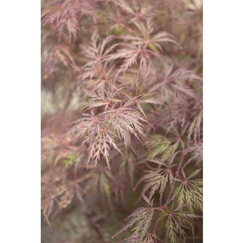 Visuel 1 du produit Erable du Japon (ACER PALMATUM DISSECTUM INABASHIDARE ) Le pot de 110 litres