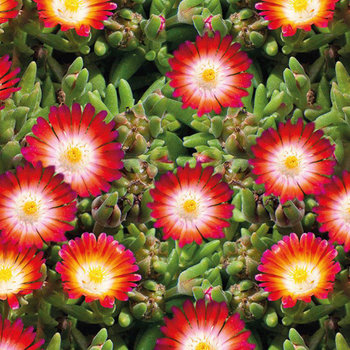 Visuel 1 du produit Delosperma 'Lido' Magenta Orange A Coeur Blanc - Le pot de 9x9 cm