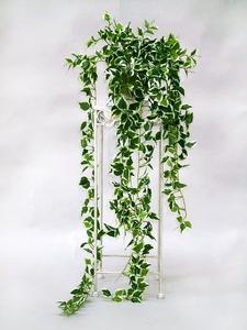 Visuel 1 du produit Peperomia Rotundifolia. Le pot de Ø 6 cm