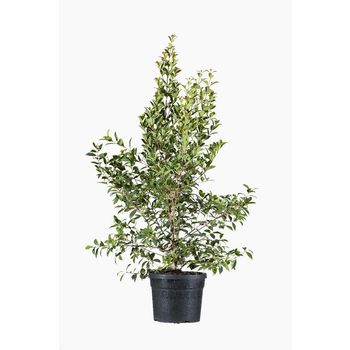 Visuel 1 du produit Eugenia Myrtifolia Newport (Cerisier des Antilles) en pot de 3 L rouge