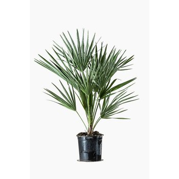 Visuel 1 du produit Chamaerops Humilis vert en pot de 3 L