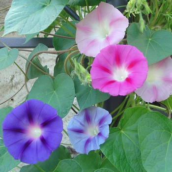 Visuel 1 du produit Ipomée à fleurs - Le pot de 2,5 litres