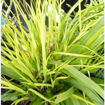 Visuel 1 du produit Millet Doré - Le pot de 2 litres