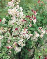 Visuel 1 du produit Pommier à fleurs (Malus Everest). Le pot de 5 litres