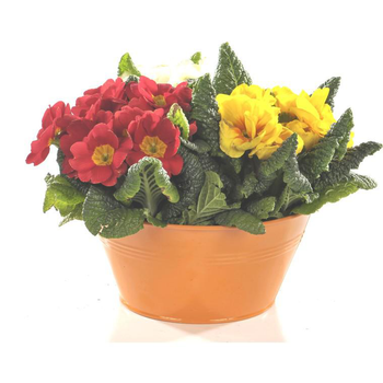 Visuel 1 du produit Primevère des jardins - Coupe flocon rouge