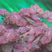 Visuel 1 du produit Heuchère coloris variés. Le pot de 10,5 cm