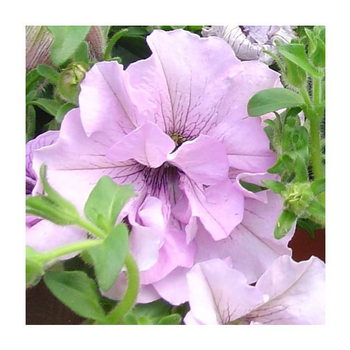 Visuel 1 du produit Pétunia à fleurs doubles - Le pot de 1 litre