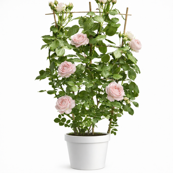 Visuel 1 du produit Rosier grimpant. Le pot de 6 litres